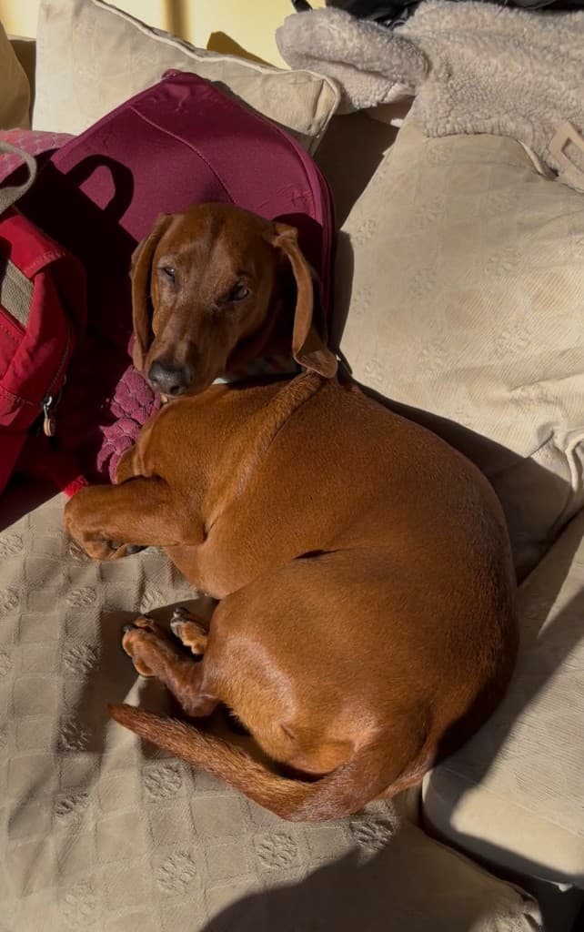 Dachshund descansando en el sillón de su casa