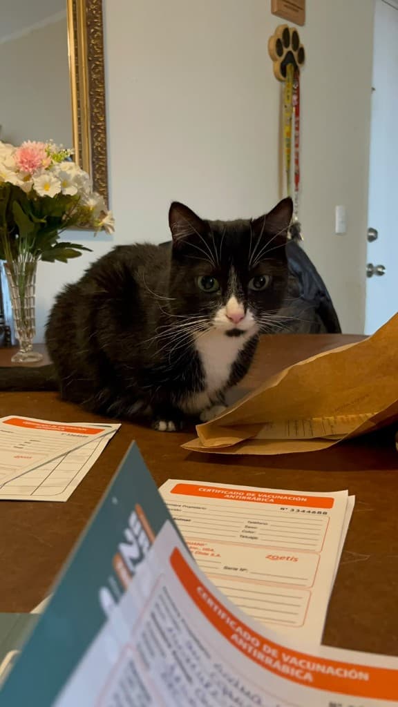 Gato en una visita de vacunación en casa