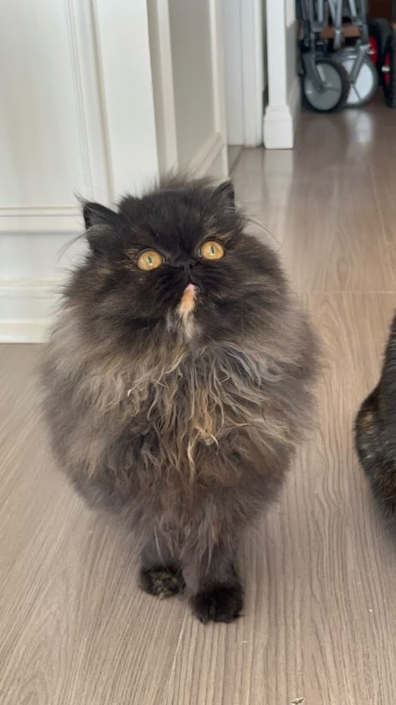 Gato persa en casa