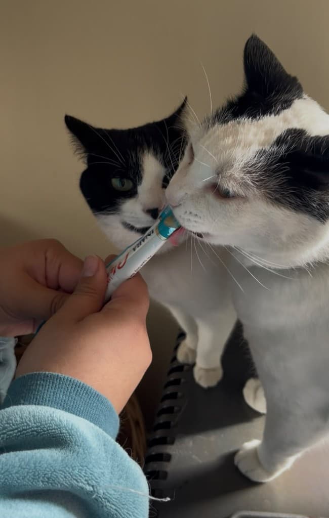 Dos gatos en una visita a domicilio