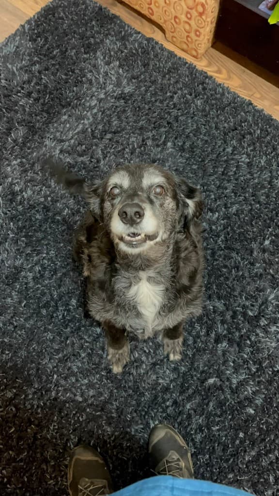 Perro senior en su casa