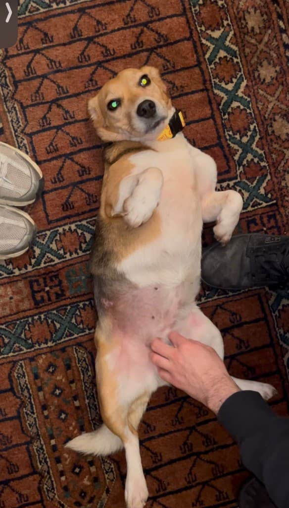 Perro en el living durante la visita