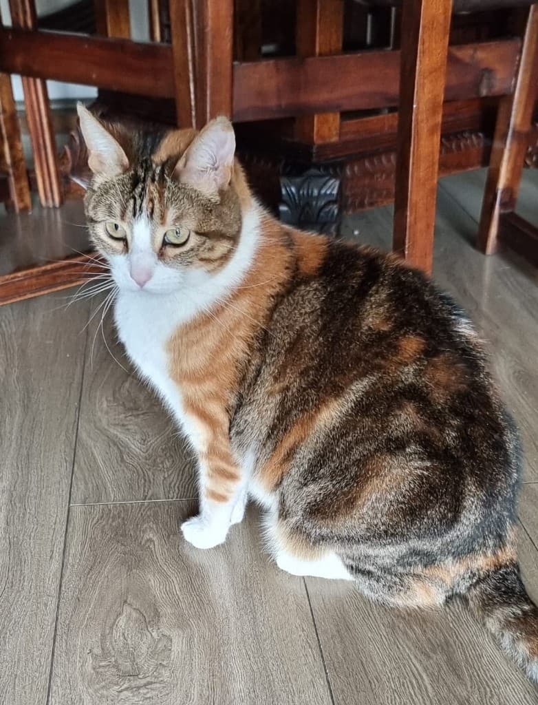 Gata en su casa