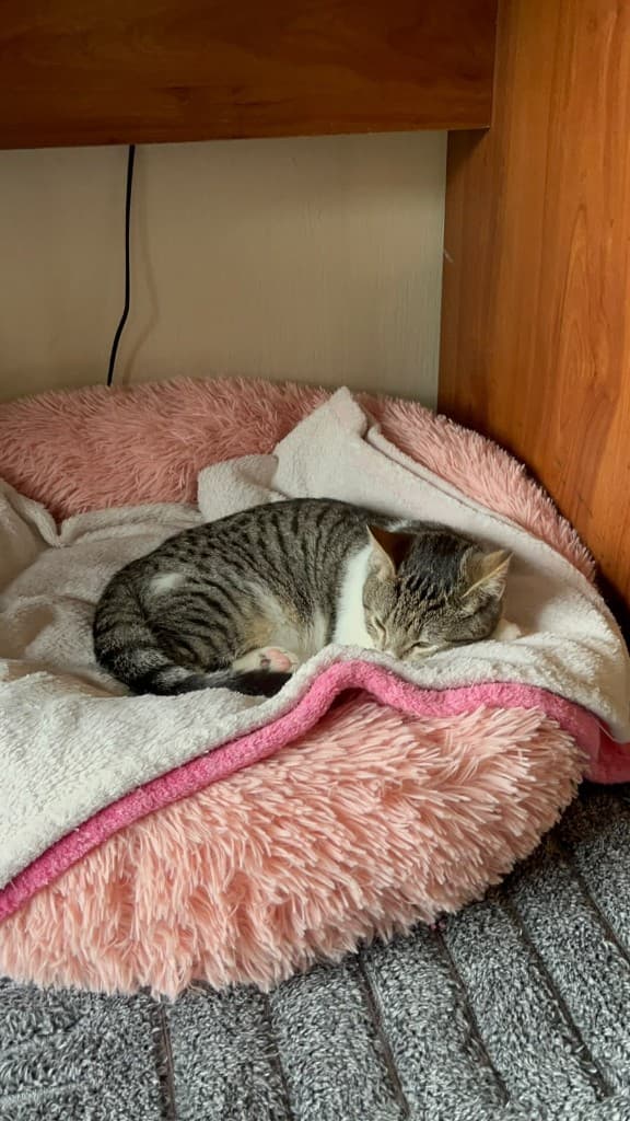 Gato dormido en su cama