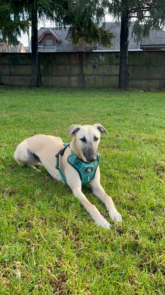 Galgo en el pasto