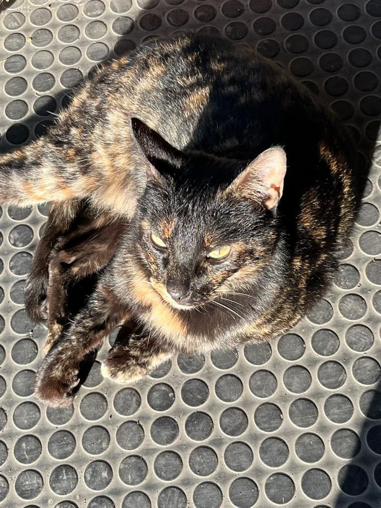 Gata en casa