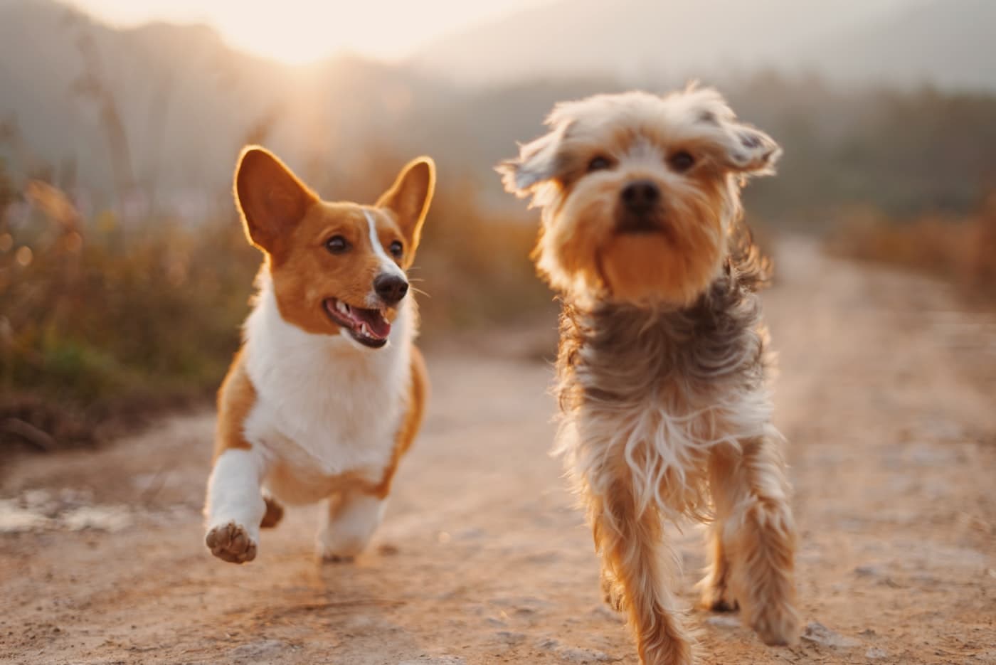 Perros